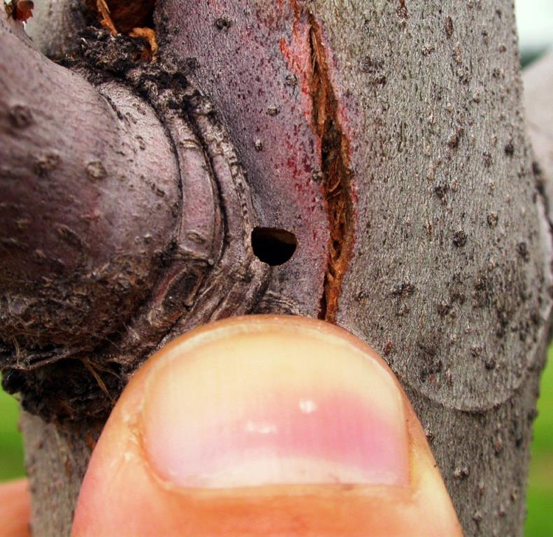 D-shaped exit hole (photo by Cliff Sadof; Purdue University)